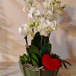 AMPOR PURO - Imagen 1