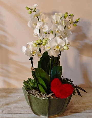 AMPOR PURO - Imagen 1