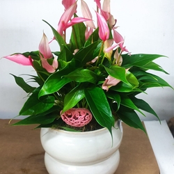 Anturium zazurosa - Imagen 1