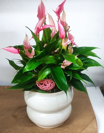 Anturium zazurosa - Imagen 1