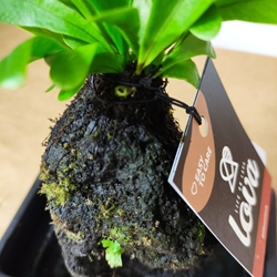 Bambú centro de plantas naturales - Imagen 2