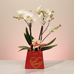 Beluso love - Imagen 1