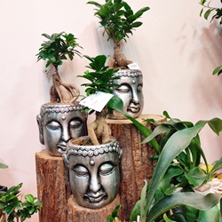 Bonsai buda - Imagen 1