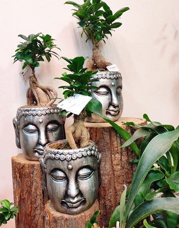 Bonsai buda - Imagen 1