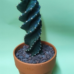 Cactus Pierre - Imagen 1