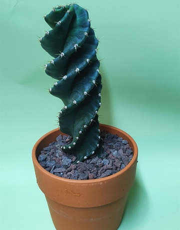 Cactus Pierre - Imagen 1