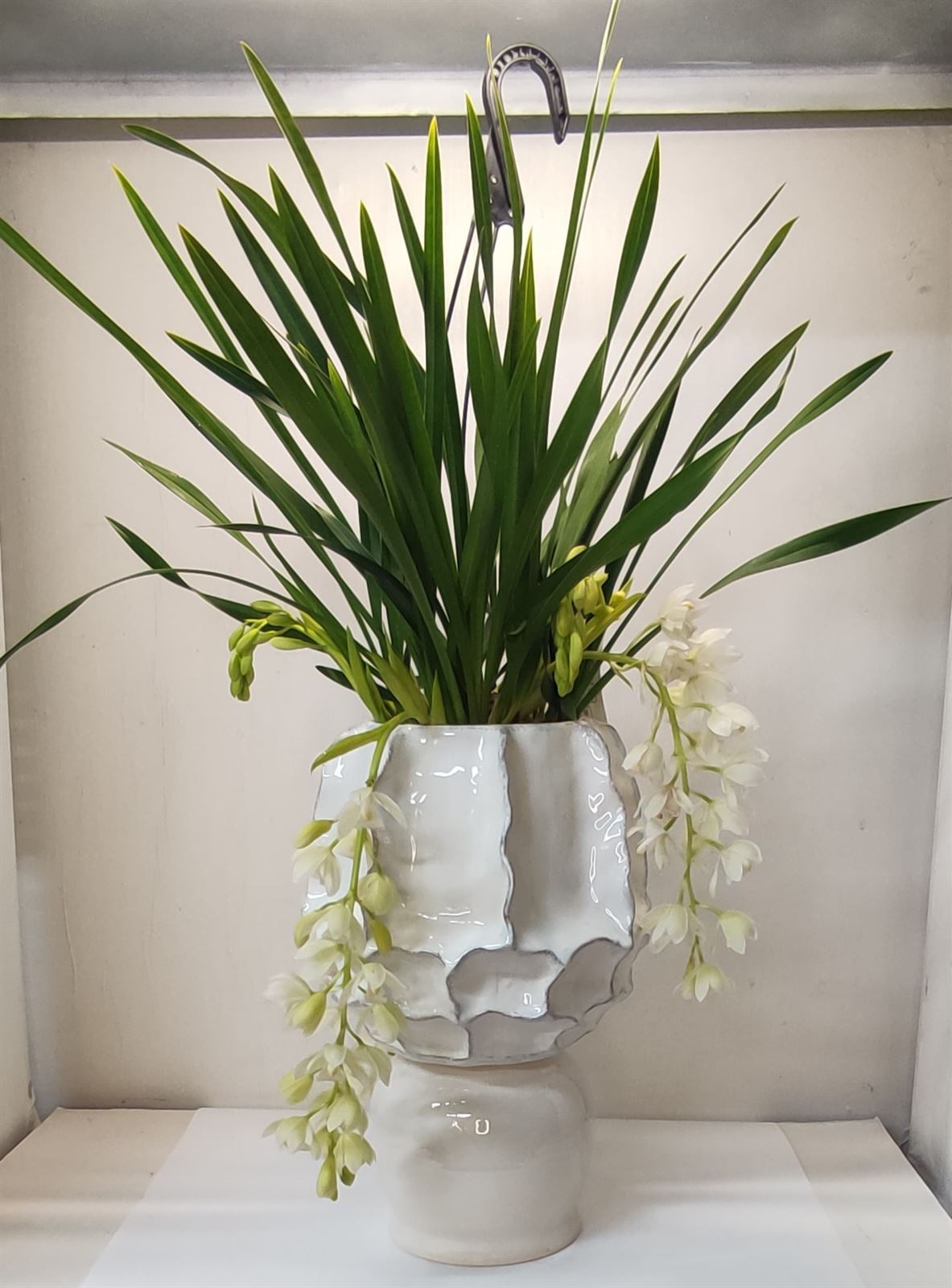 Cascada blanca (Cymbidium orquídea) - Imagen 1