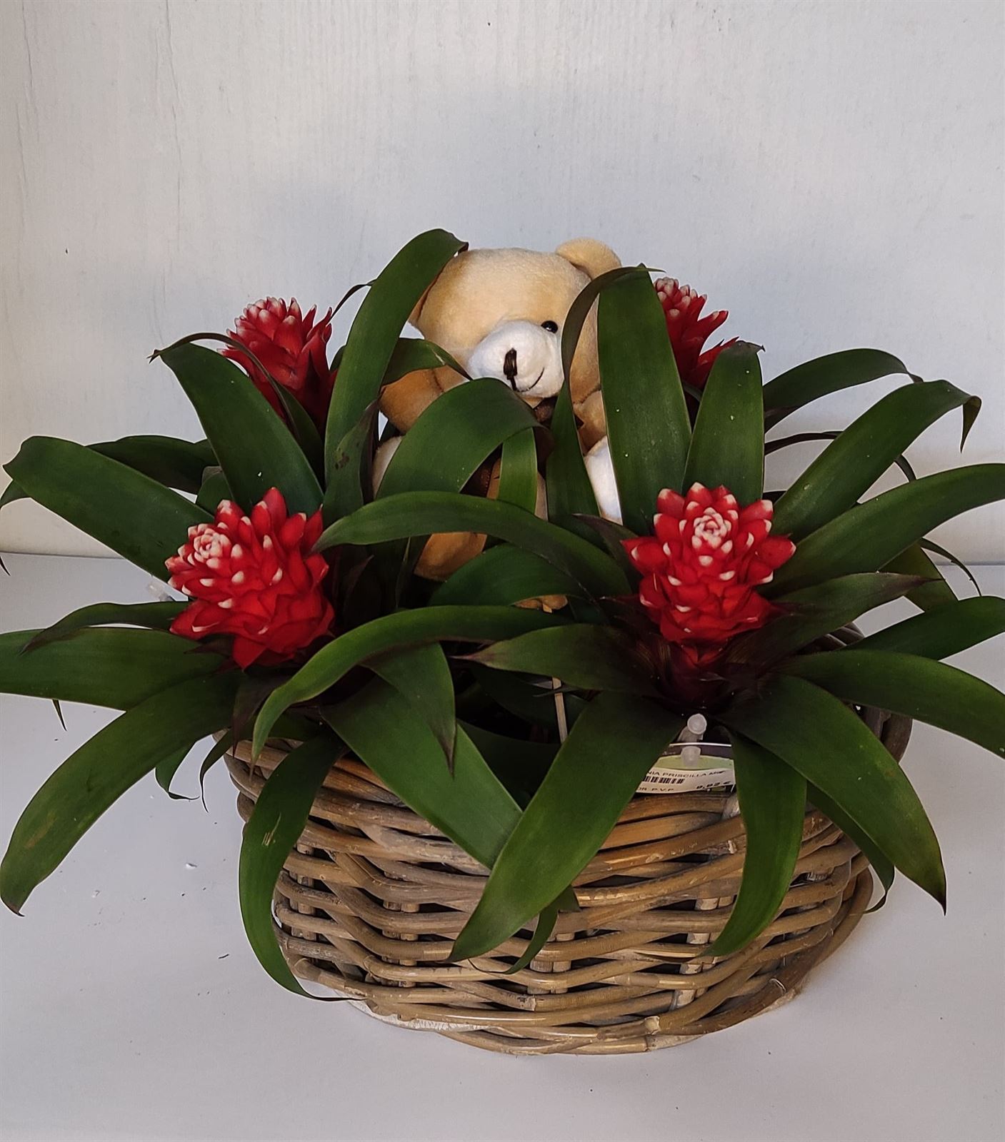 Cesto guzmania - Imagen 1