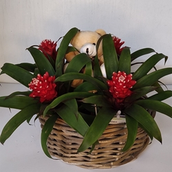 Cesto guzmania - Imagen 1