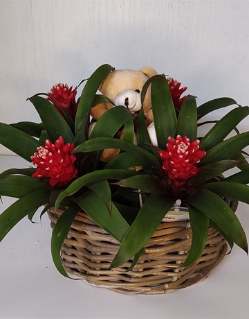 Cesto guzmania - Imagen 1