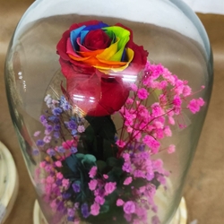 Cúpula iris - Imagen 2