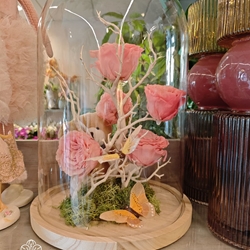 Cupula rosa - Imagen 1