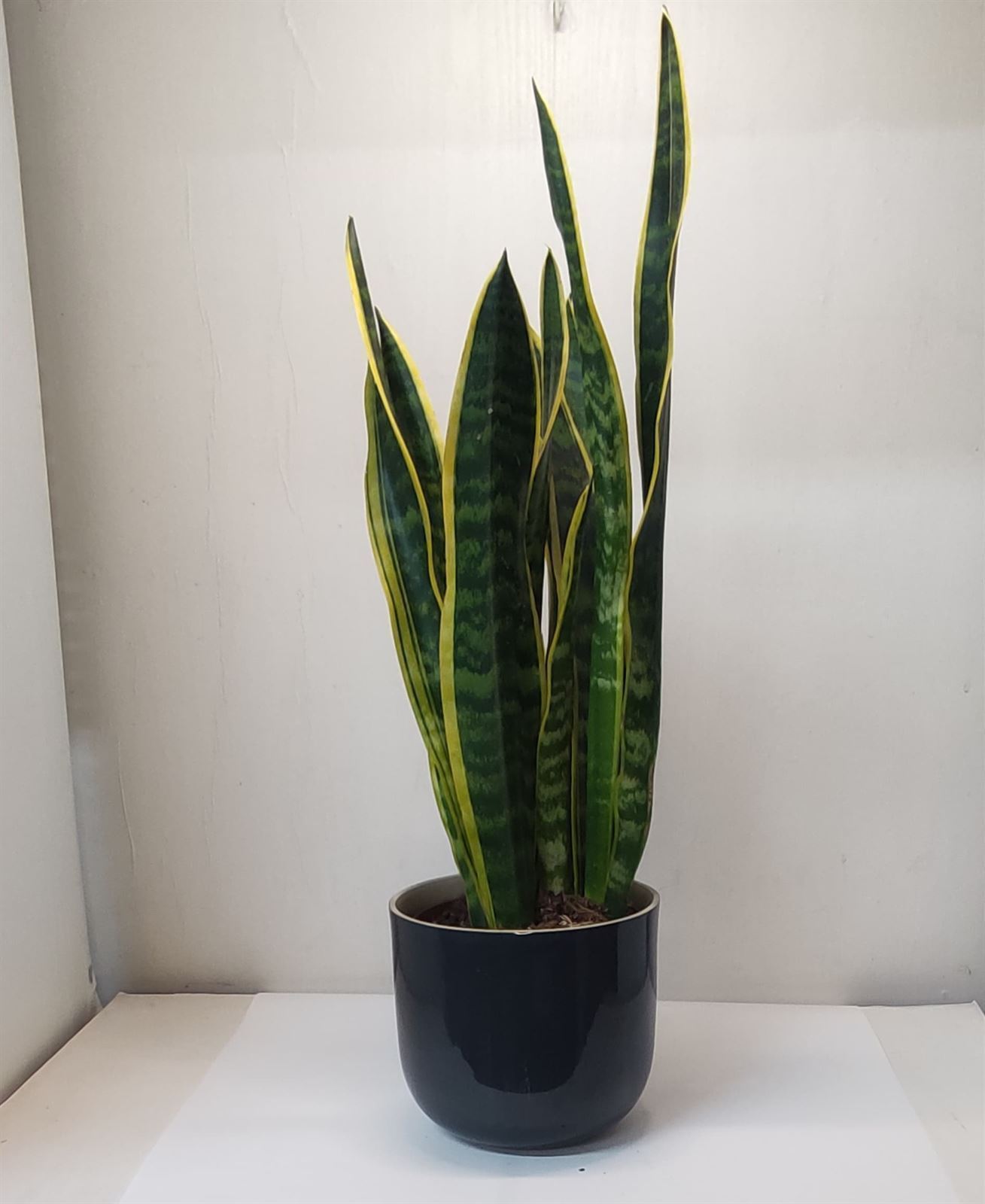 Espada de san Jorge - Imagen 1