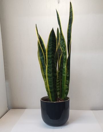 Espada de san Jorge - Imagen 1