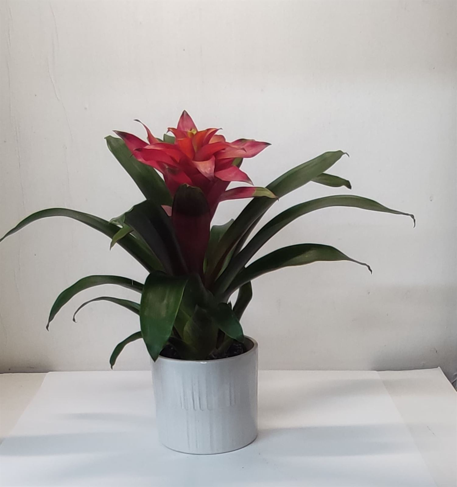 Guzmania con maceta ceranica - Imagen 1