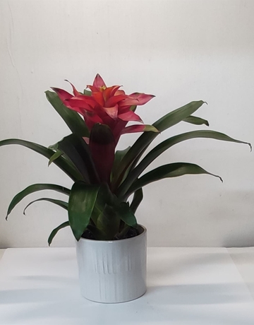 Guzmania con maceta ceranica - Imagen 1