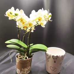 Maceta caritas con o sin planta - Imagen 1