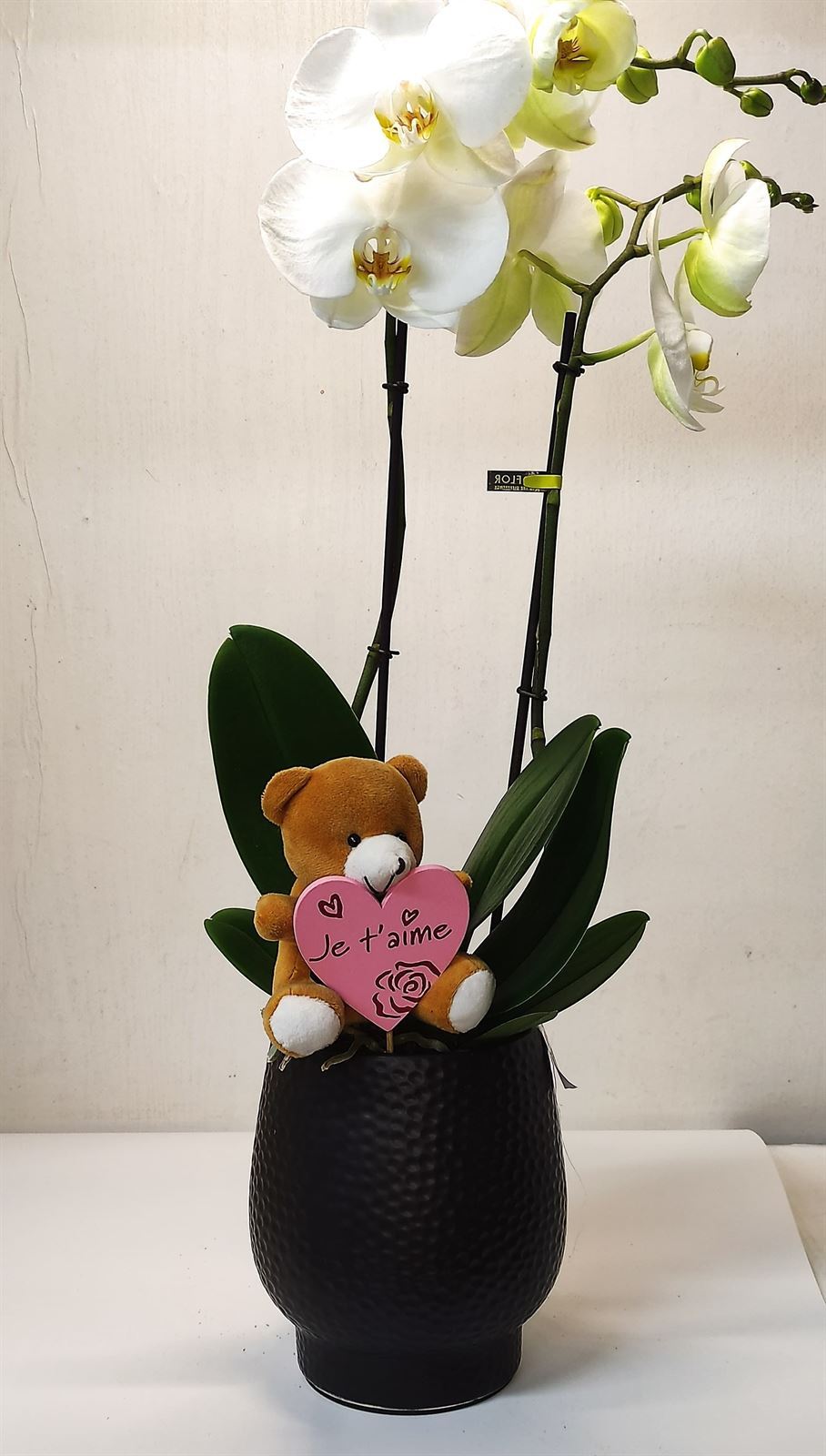Maistro nera (orquídea - Imagen 1