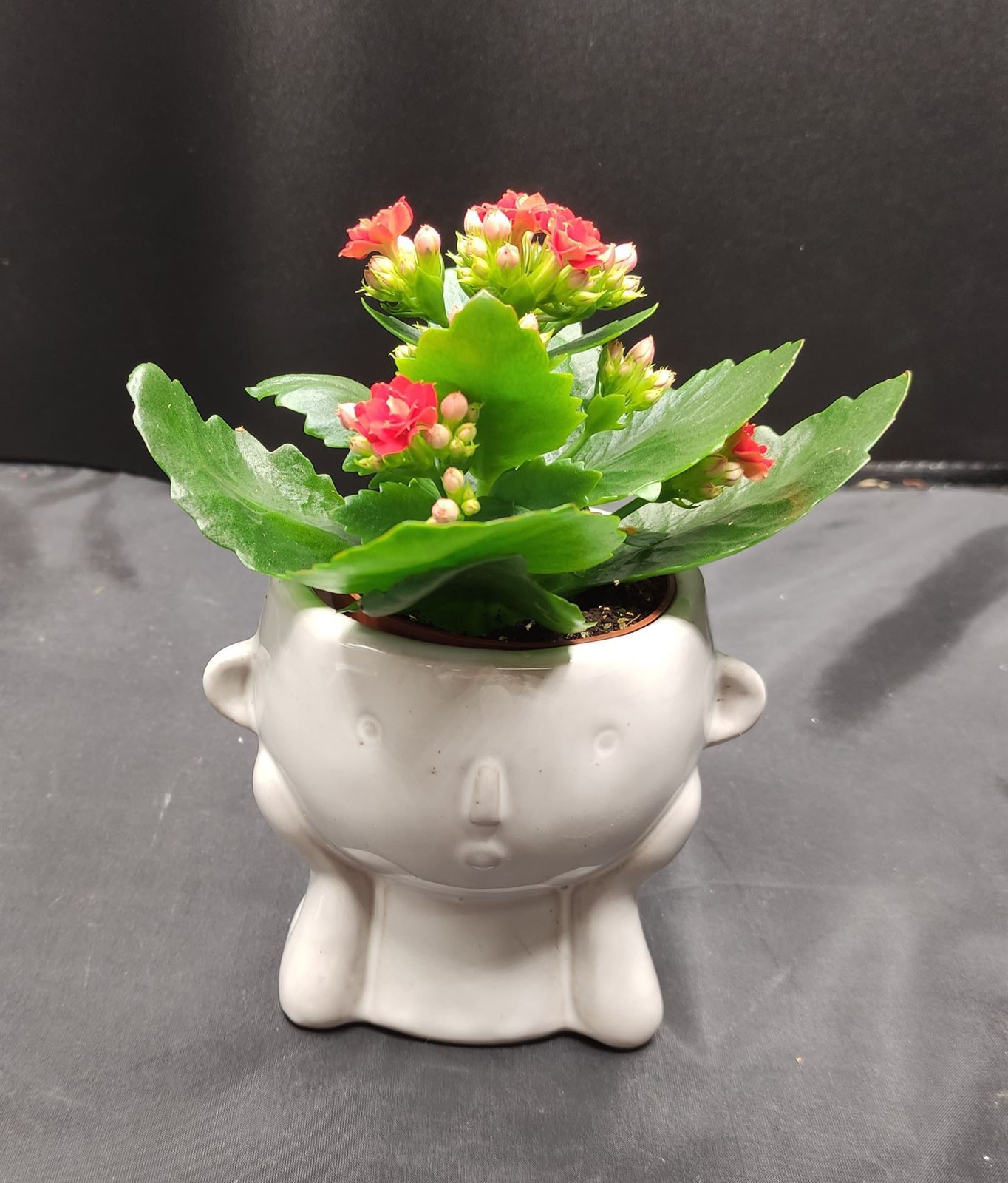 Mini kalanchoe en maceta cabeza - Imagen 1