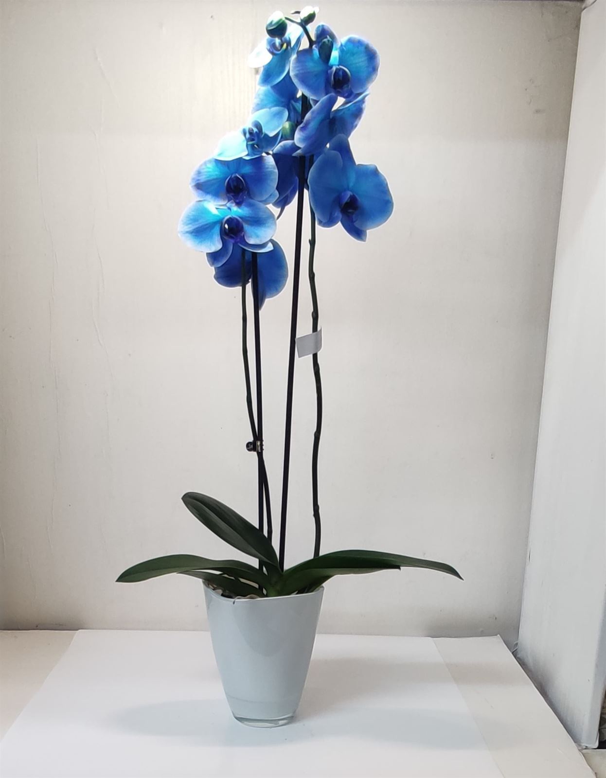 Orquídea azul - Imagen 1