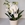Orquídea bohe - Imagen 1