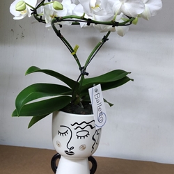 Orquídea Maistro - Imagen 1