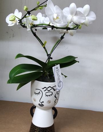 Orquídea Maistro - Imagen 1