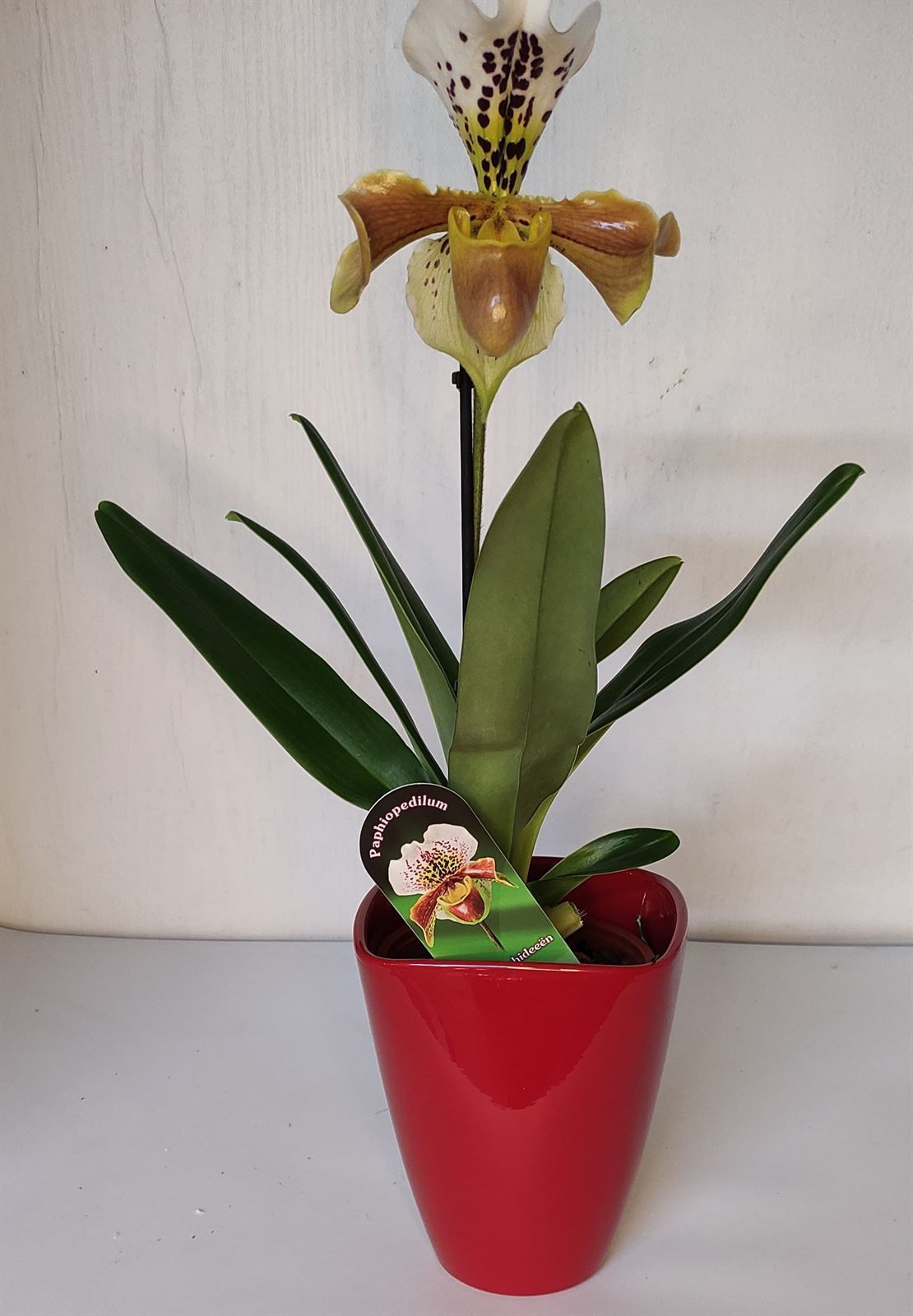 Orquídea zapatito de venus - Imagen 1