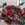 Pasión (ramo de 12 rosas rojas) - Imagen 1