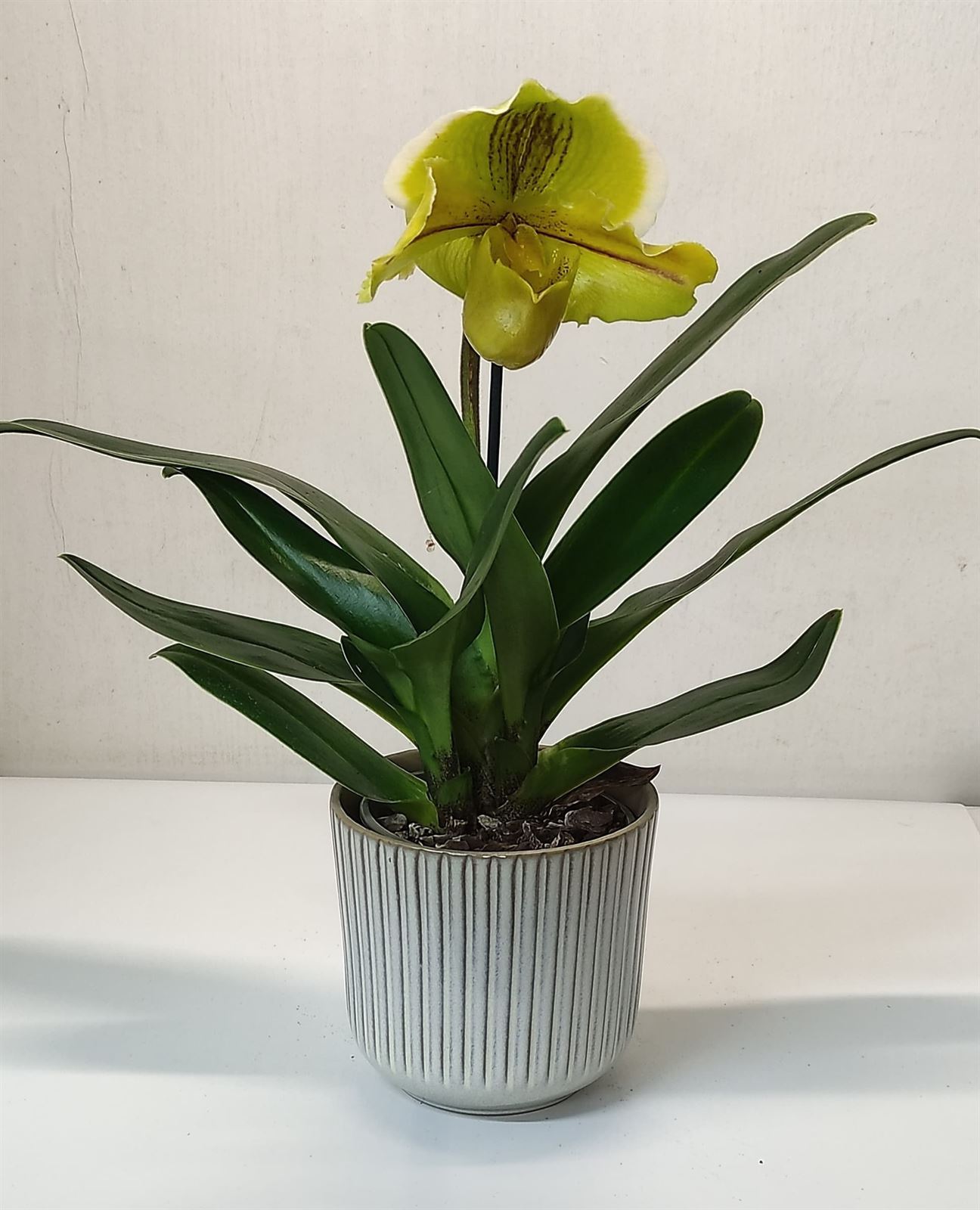 Phaphiopedilum zapatito de venus - Imagen 1