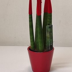 Picosanseroja - Imagen 1