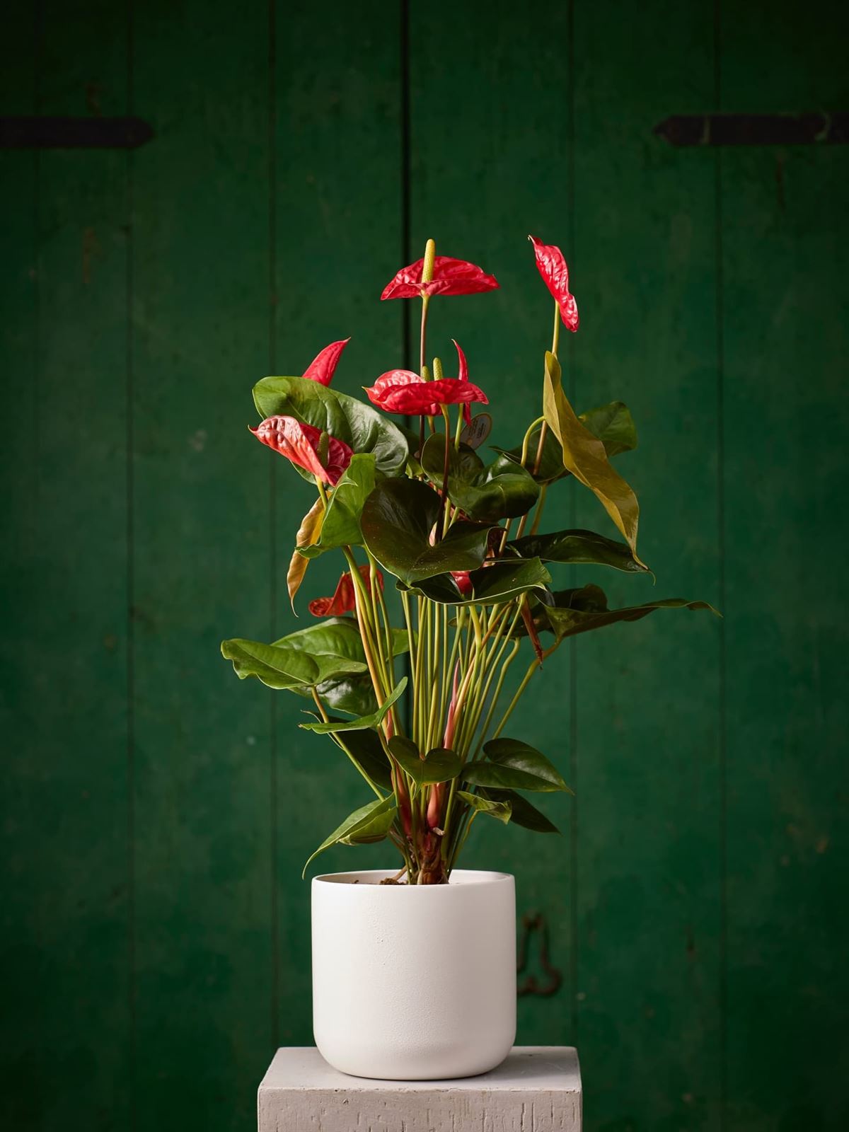 Planta Anthurium - Imagen 1