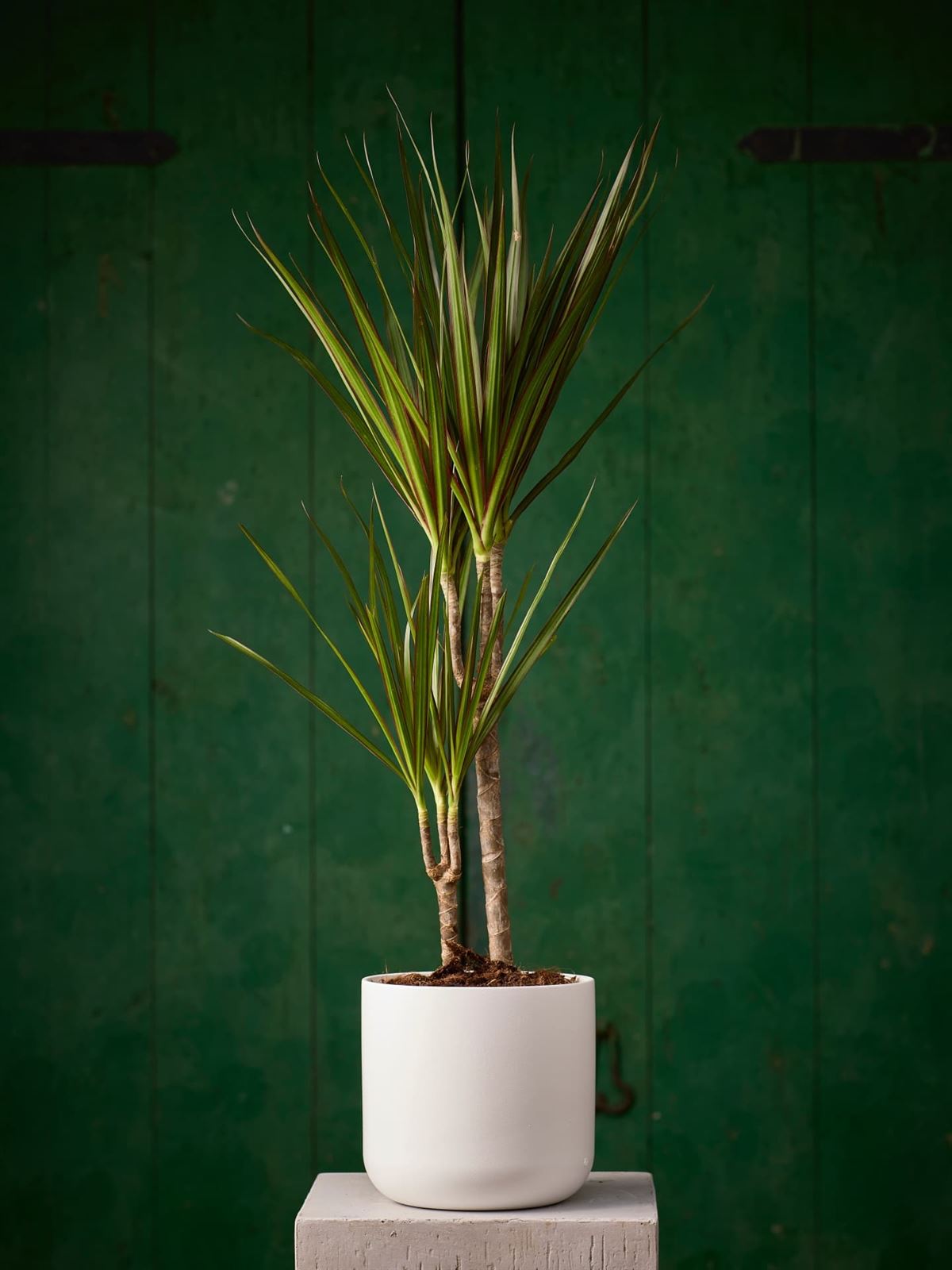 Planta Dracaena Marginata - Imagen 1