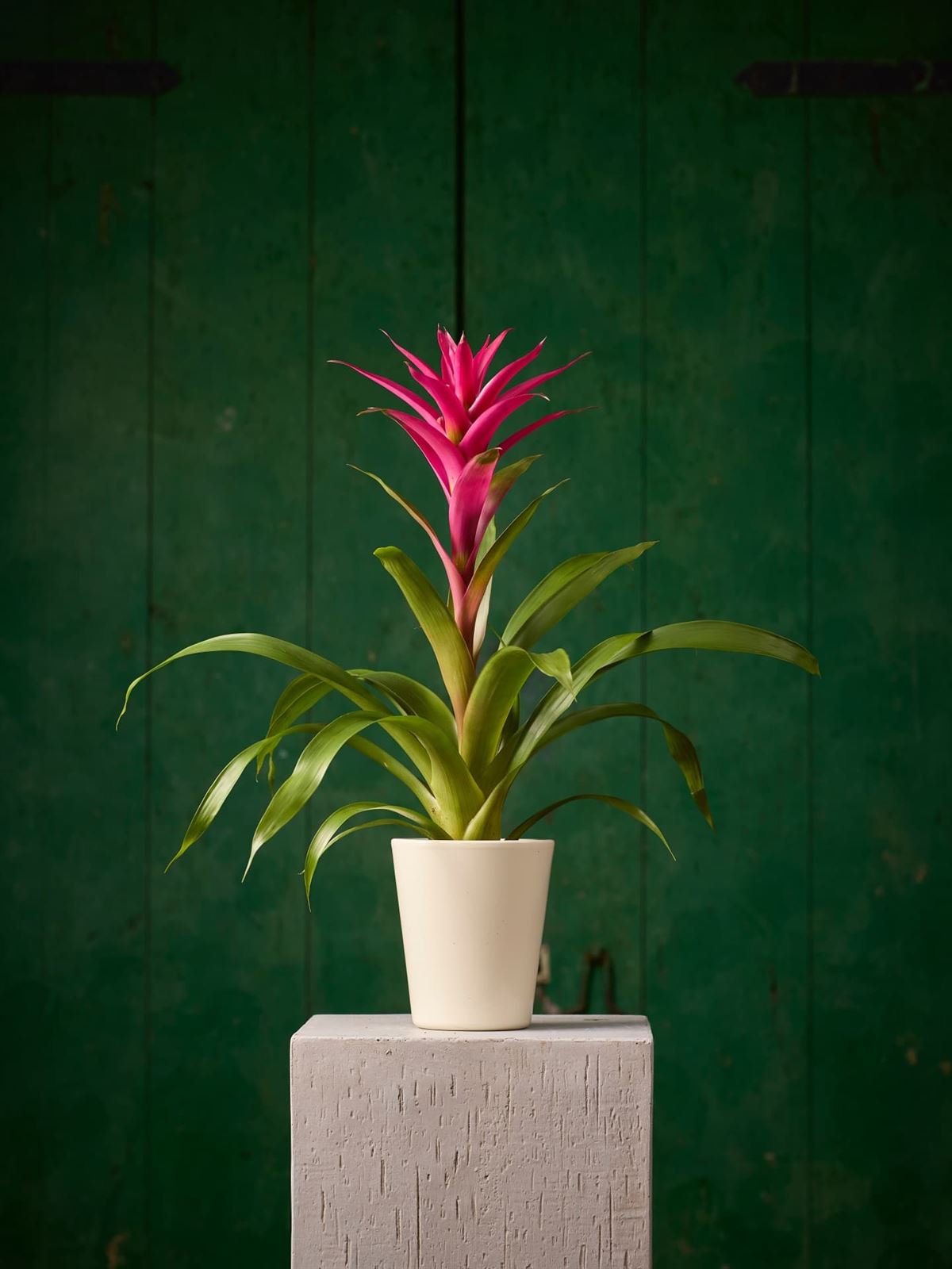 Planta Guzmania - Imagen 1