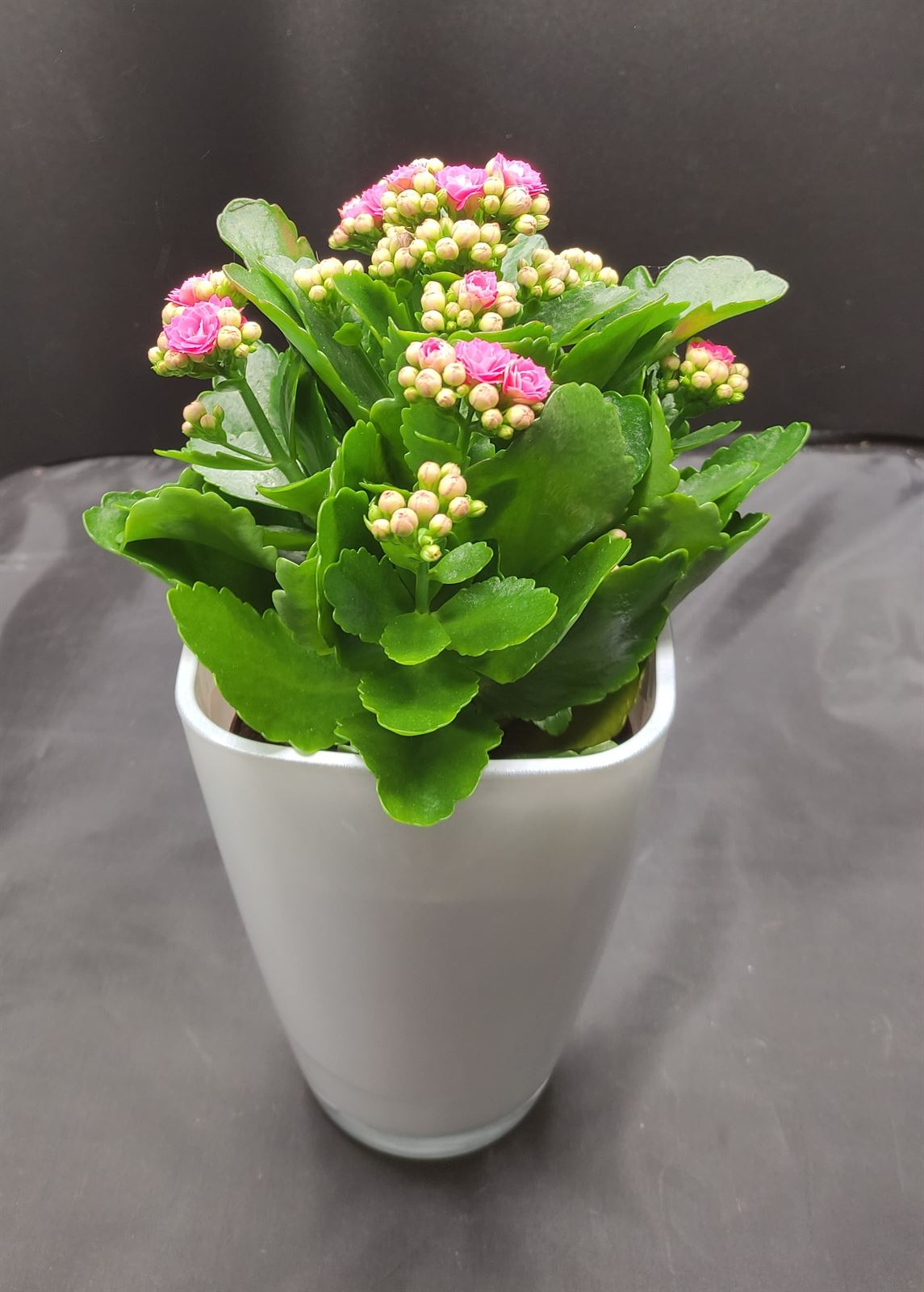 Planta kalanchoe m 12 en vaso de cristal blanco - Imagen 1