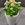 Planta kalanchoe m 12 en vaso de cristal blanco - Imagen 1