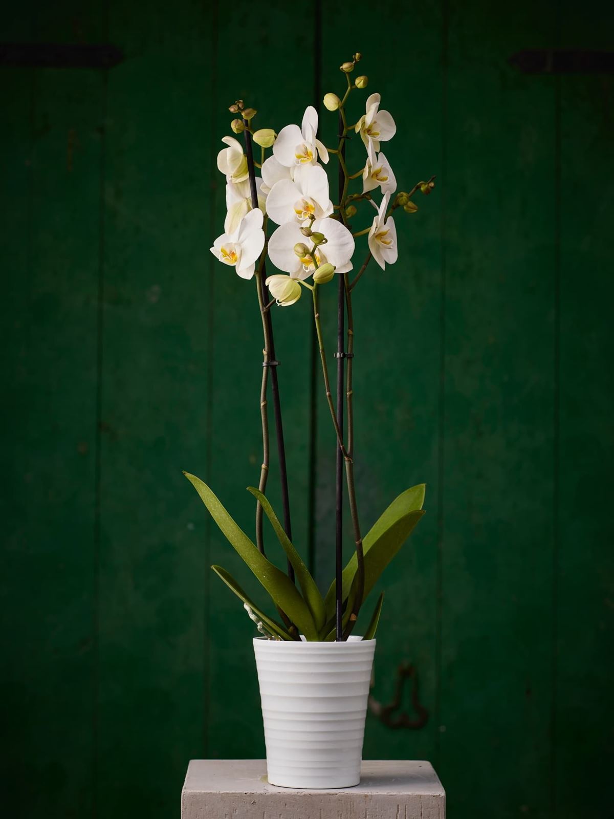 Planta Orquidea Phalaenopsis - Imagen 1