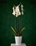 Planta Orquidea Phalaenopsis - Imagen 1