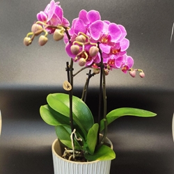 Planta orquídea Phaleapnosis - Imagen 1