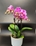 Planta orquídea Phaleapnosis - Imagen 1
