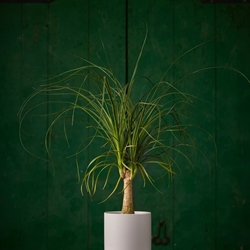 Planta Pata de Elefante - Imagen 1