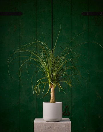 Planta Pata de Elefante - Imagen 1