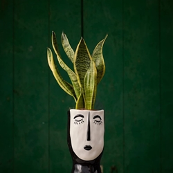 Planta Sansevieria pierot - Imagen 1