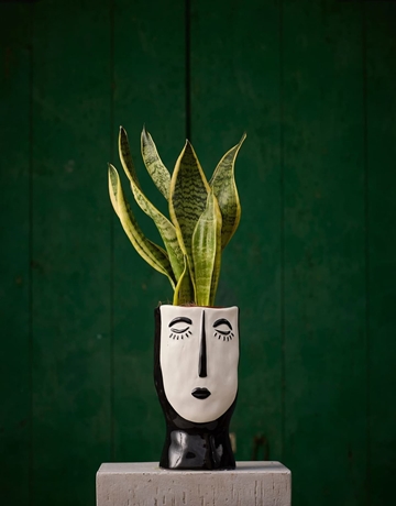 Planta Sansevieria pierot - Imagen 1