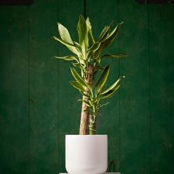 Planta Tronco de Brasil - Imagen 1