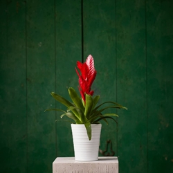 Planta Vriesea - Imagen 1