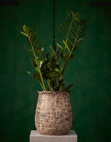 Planta Zamioculca - Imagen 1