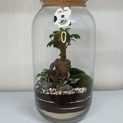 Terrarium bombone jinseng ficus - Imagen 1