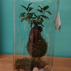 Terrarium koket - Imagen 1