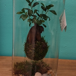 Terrarium koket - Imagen 2